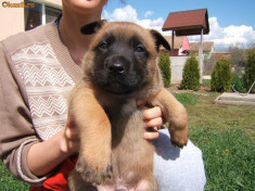 catei malinois foto