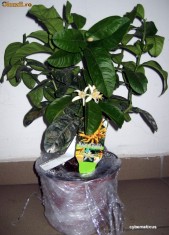 LAMAI GIGANT - Mana lui Buddha (greutate fruct, 500 grame) - POZE REALE !!! foto