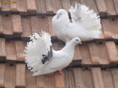 :::::::OFERTA::::::: Porumbei Voltati / curcanei ALBI foarte frumosi LA PRET DE CRIZA foto