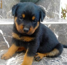 Vand pui rottweiler din parinti arbitrati Cluj foto