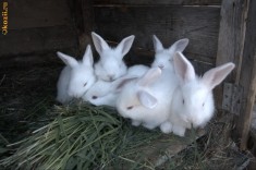 Vand Iepuri Marele Belgian Alb foto