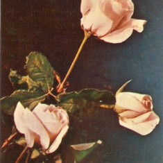 R-10037 Romania, RPR, Buchet de trandafiri, necirculata