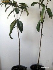 MOSMON JAPONEZ - LICHIDARE STOC !!! (pom fructifer exotic RAR, varsta 3 ani, inaltime 1,8 metri, rodesc in acest an din Octombrie. Autopolenizatori) foto
