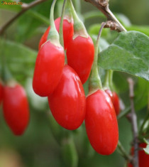 50000 seminte Goji berry Ningxia Fructifica dupa doar 12 luni ! (pt 1 Ha) foto