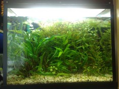 Acvariu 53 l home made foto