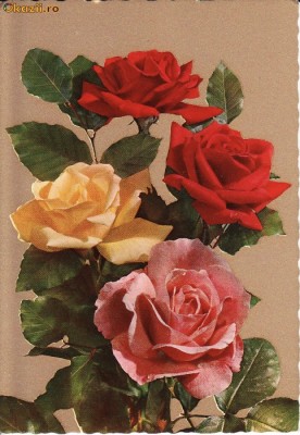 ilustrata flori - editata Italia foto