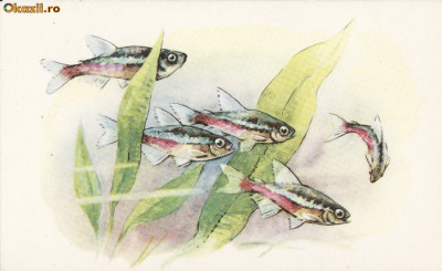 Ilustrata pesti,pescuit-URSS foto