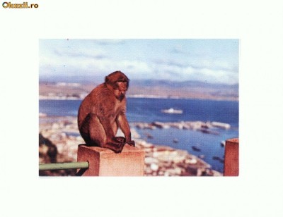 CP179-02 Gibraltar -Babary Ape -necirculata foto