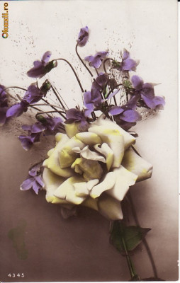 Ilustrata natura moarta,flori foto