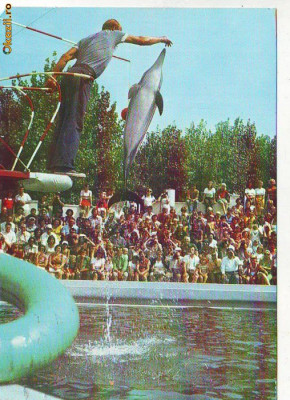 S11176 CONSTANTA Spectacol la Delfinariu CIRCULAT 1982 foto
