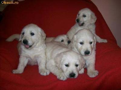 Pui Golden Retriever De Vanzare Arhiva Okazii Ro