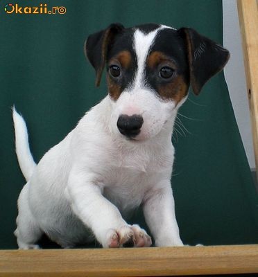 Vand Jack Russel Terrier Cainele Din Filmul Maska Arhiva