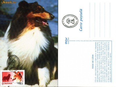 Maxima caine Collie foto
