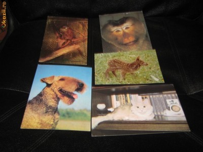 VEDERI ANIMALE foto
