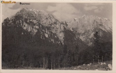 B11410 Busteni foto