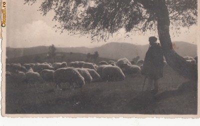 B11516 Idila pe munti foto