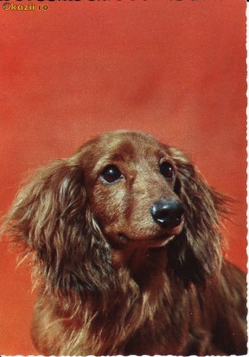 Ilustrata caini foto