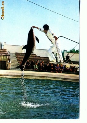 CP48-43-Constanta-Spectacol la Delfinariu foto
