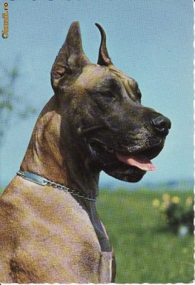 Ilustrata caini foto