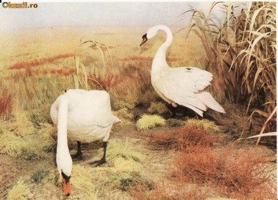 Animale-Pasari din Delta Dunarii- Diorama - Vedere foto
