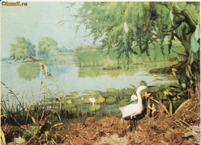 Animale-Pasari din Delta Dunarii- Diorama - Vedere foto