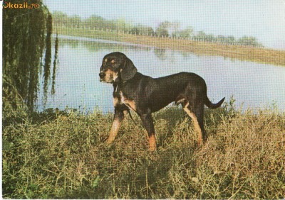 Ilustrata caini foto