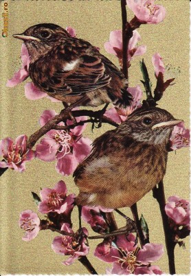 Animale-Pasari- Vedere foto