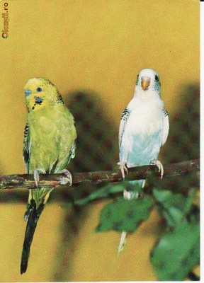 Animale-Pasari -Papagali- carte postala foto