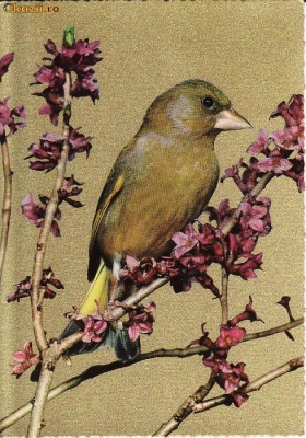 Animale-Pasari- Vedere foto