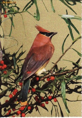 Animale-Pasari- Vedere foto