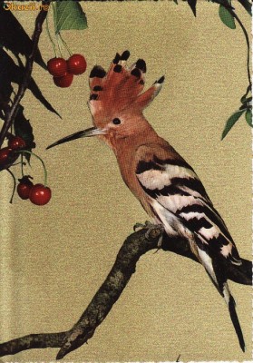 Animale-Pasari- Vedere foto