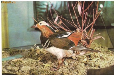 carte postala(ilustrata)-Rata mandarin foto