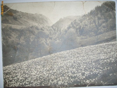 FOTO M.VEVEY-CAMP DE NARCISE LANGA ZURICH,ELVETIA,1900 foto