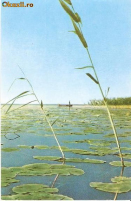 CP197-95 Vedere din Delta Dunarii -RPR -scrisa 1962 -carte postala, necirculata -starea care se vede foto