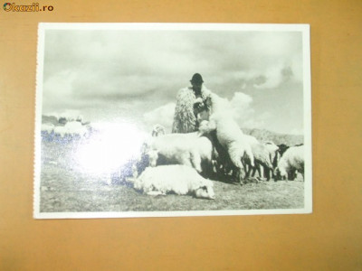 Carte Postala Cioban cu oile Muntii Muscel Tefeleica foto