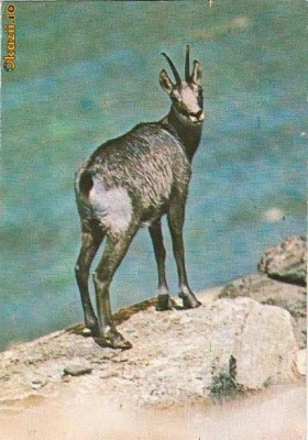 CP197-49 Muzeul de istorie naturala Sibiu -Capra neagra -Rupicapra rupicapra L. -carte postala, necirculata -starea care se vede foto