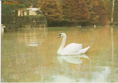 CP198-52 Gradina Zoologica Sibiu -Lebada -Cygnus olor -carte postala, necirculata -starea care se vede foto