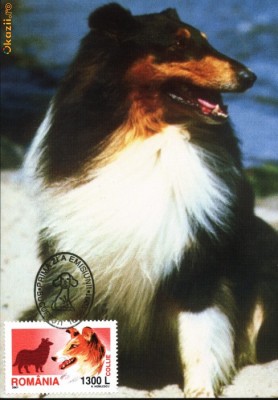 CM rasa de caini Collie foto