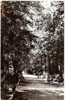 CP202-53 Pucioasa -Vedere din parc -carte postala, circulata 1966 -starea care se vede foto