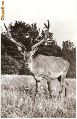 CP203-05 Hateg. Cerb carpatin in rezervatia naturala -carte postala, necirculata -starea care se vede foto