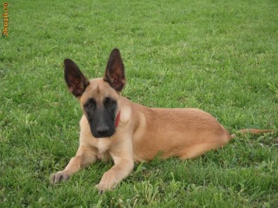 Pui Ciobanesc Belgian Malinois Linie De Lucru Si Paza Cu Pedigree