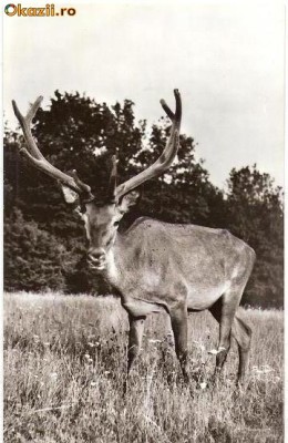 CP207-29 Hateg -Cerb carpatin in rezervatia naturala -carte postala necirculata -starea care se vede foto