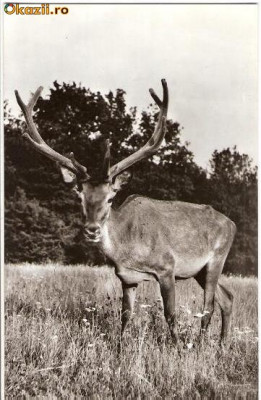 CP207-78 Hateg. Cerb carpatin in rezervatia naturala -carte postala necirculata -starea care se vede foto