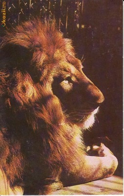 Ilustrata animale foto