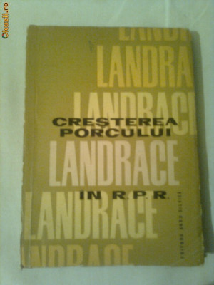 CRESTEREA PORCULUI LANDRACE IN R.P.R. foto