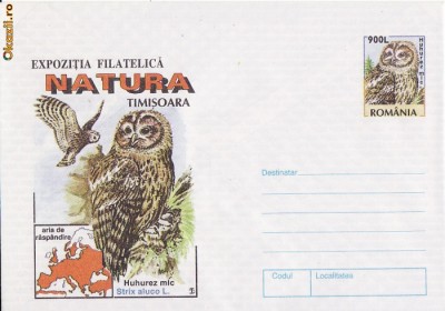 Pasari-Bufnita foto