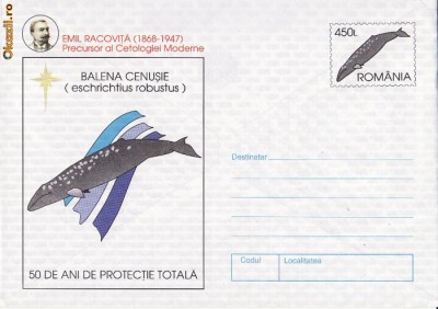 Animale-Balena Cenusie foto