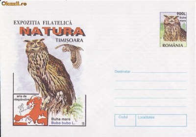 Pasari-Bufnita-plic foto