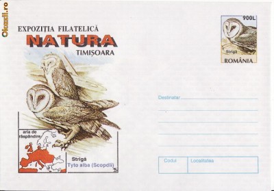 Pasari-Bufnita foto