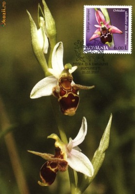 Maxima Orhidee salbatice din Romania Ophrys scolopax foto